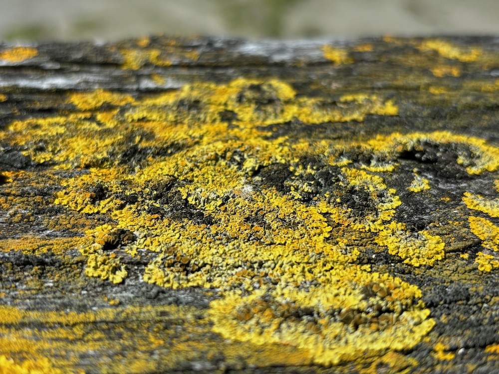 Yellow lichen