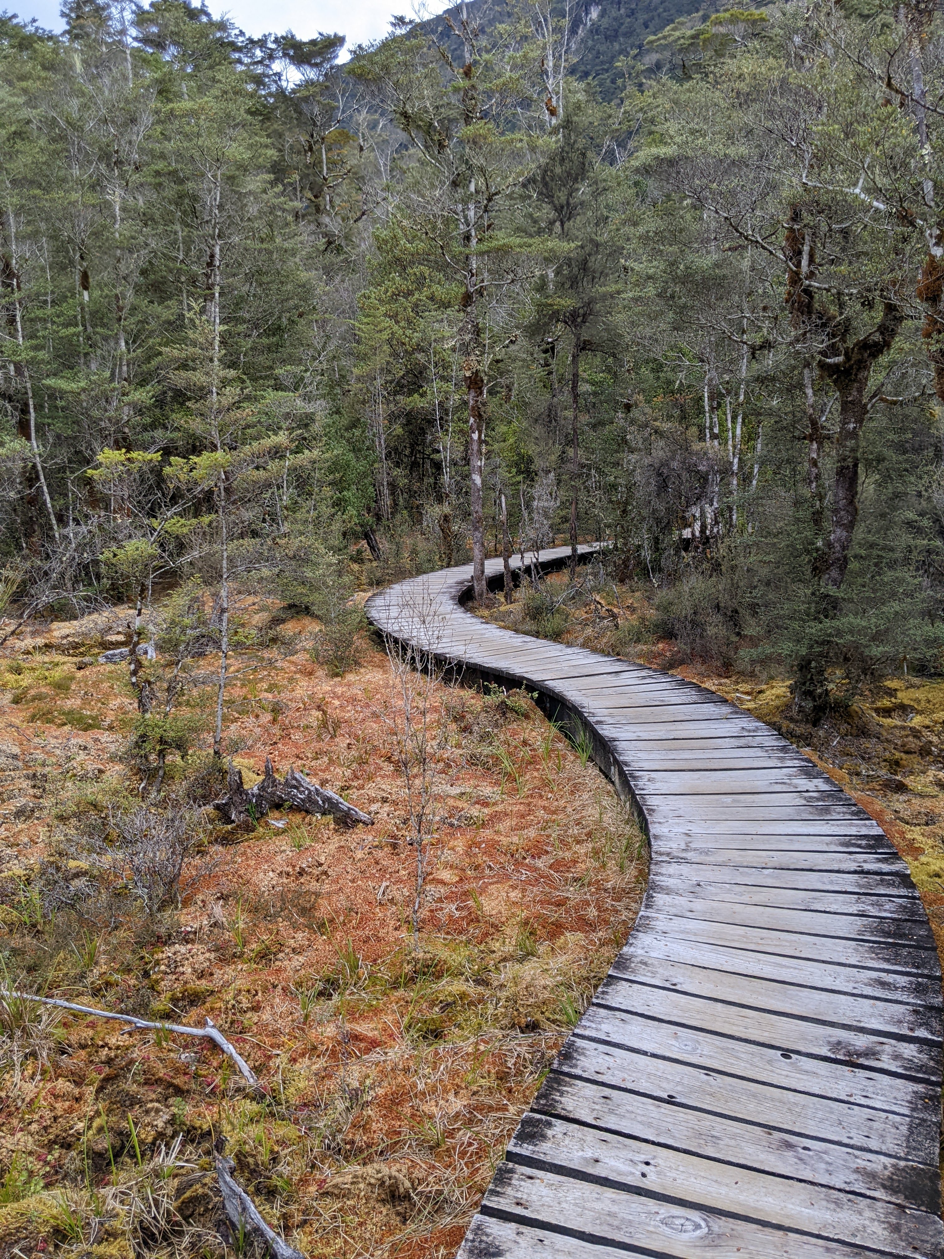 Moss garden near Clinton Hut